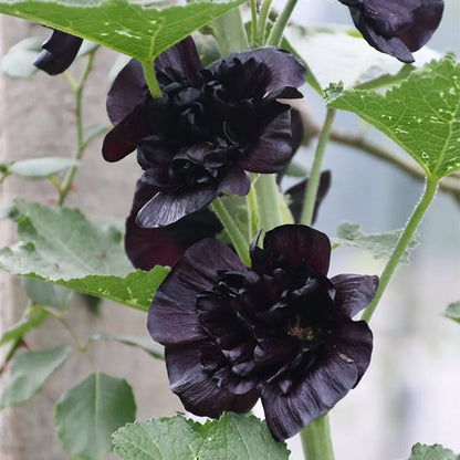 LAST DAY 85% OFF🔥 Double Hollyhock Seeds