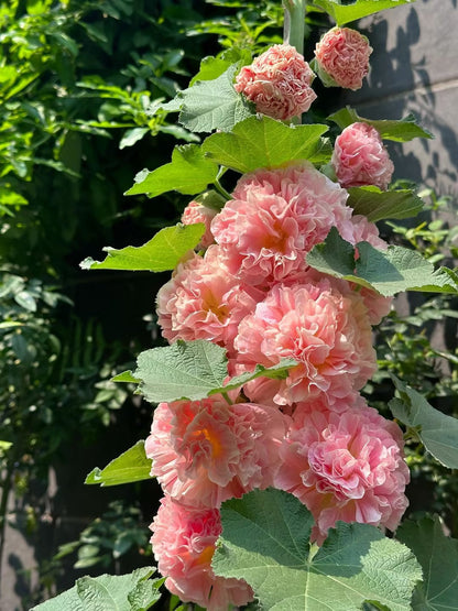 LAST DAY 85% OFF🔥 Double Hollyhock Seeds