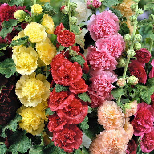 LAST DAY 85% OFF🔥 Double Hollyhock Seeds
